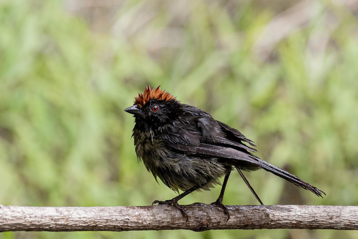 Black-faced Brushfinch - ML502518611