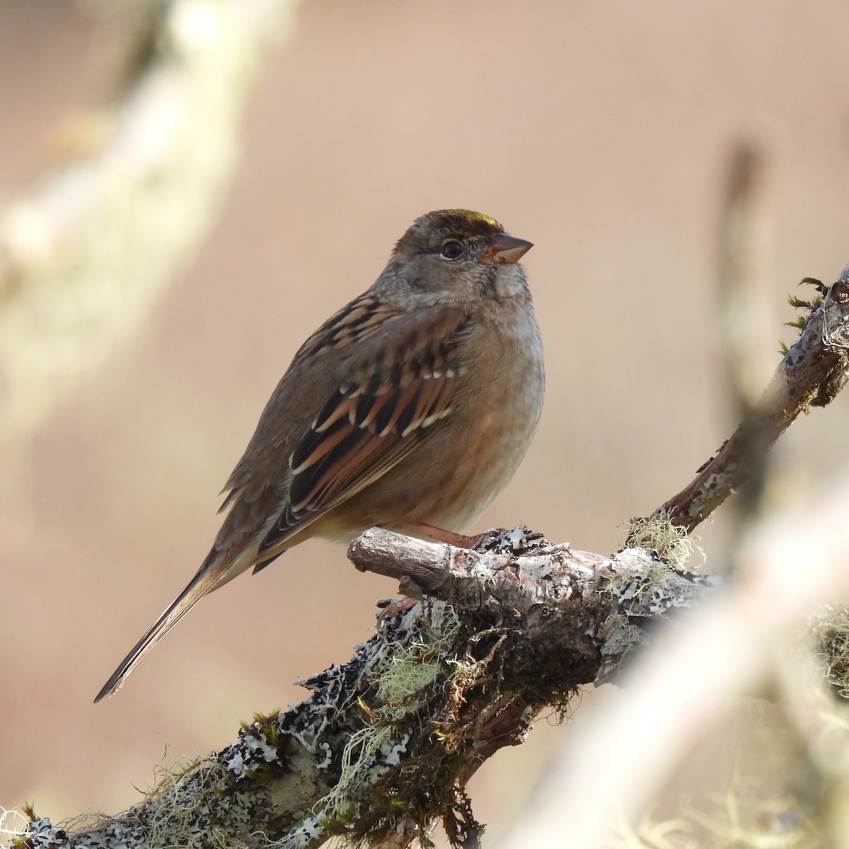 Golden-crowned Sparrow - ML502519891