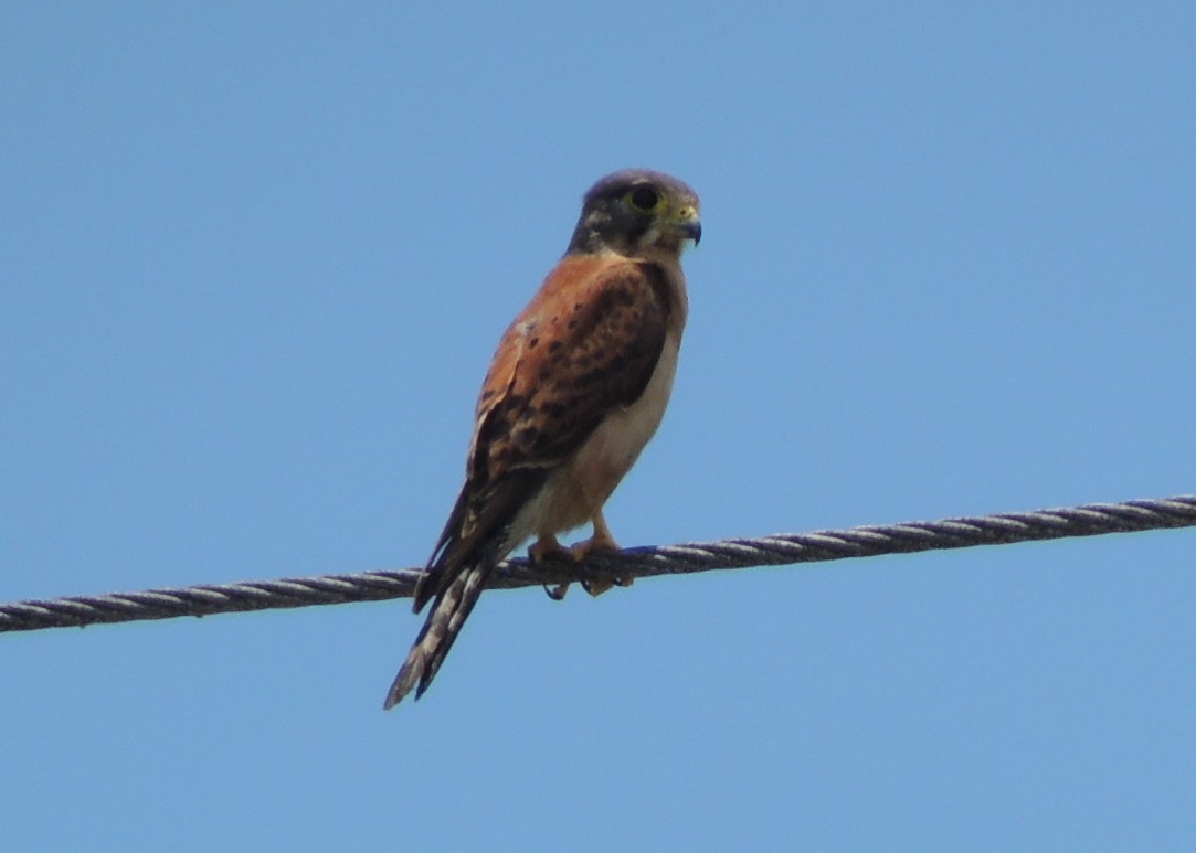 Seychelles Kestrel - ML502520251