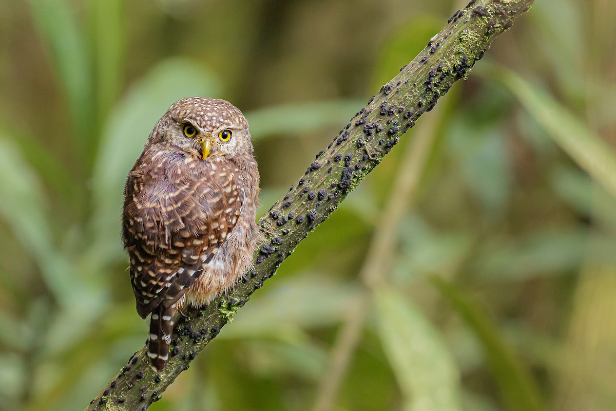 Yungas Pygmy-Owl - ML502520461