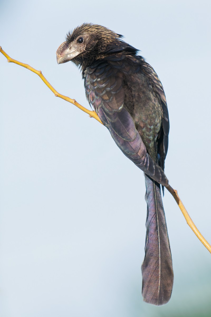 Smooth-billed Ani - ML502524301