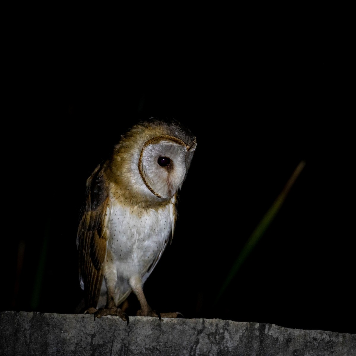 Eastern Barn Owl - Sunitha Roshan