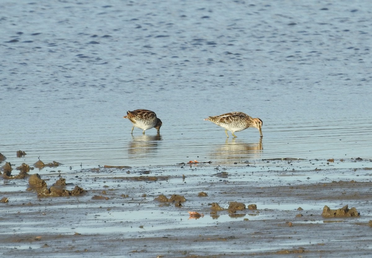 Wilson's Snipe - ML502527281