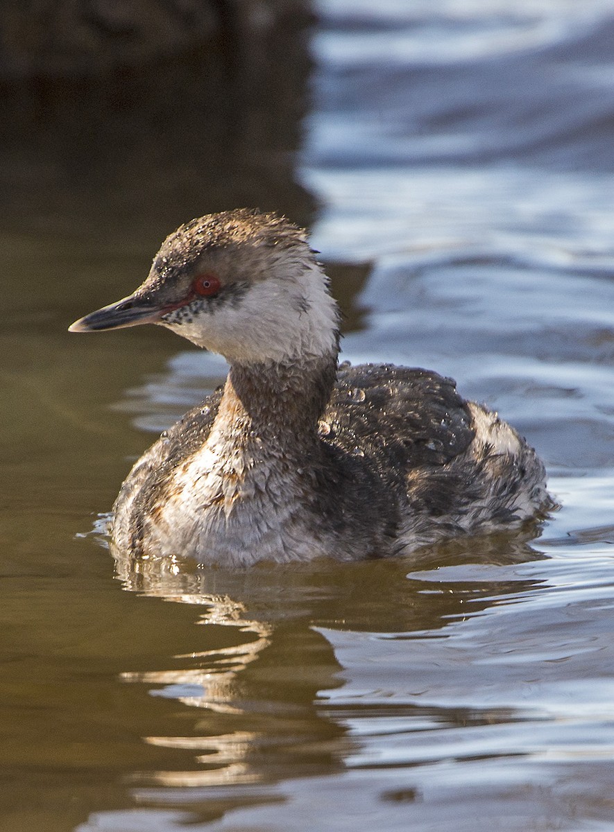 Horned Grebe - ML50252731