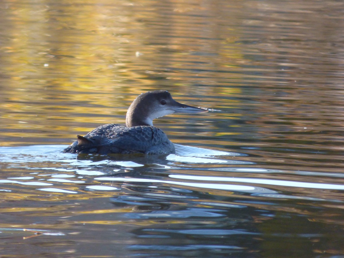 Common Loon - ML502527711