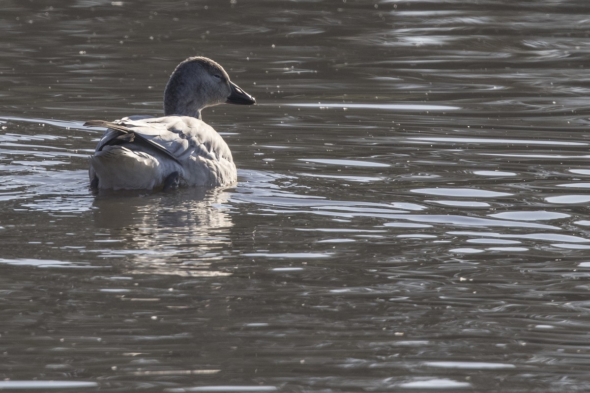 Snow Goose - ML502529241