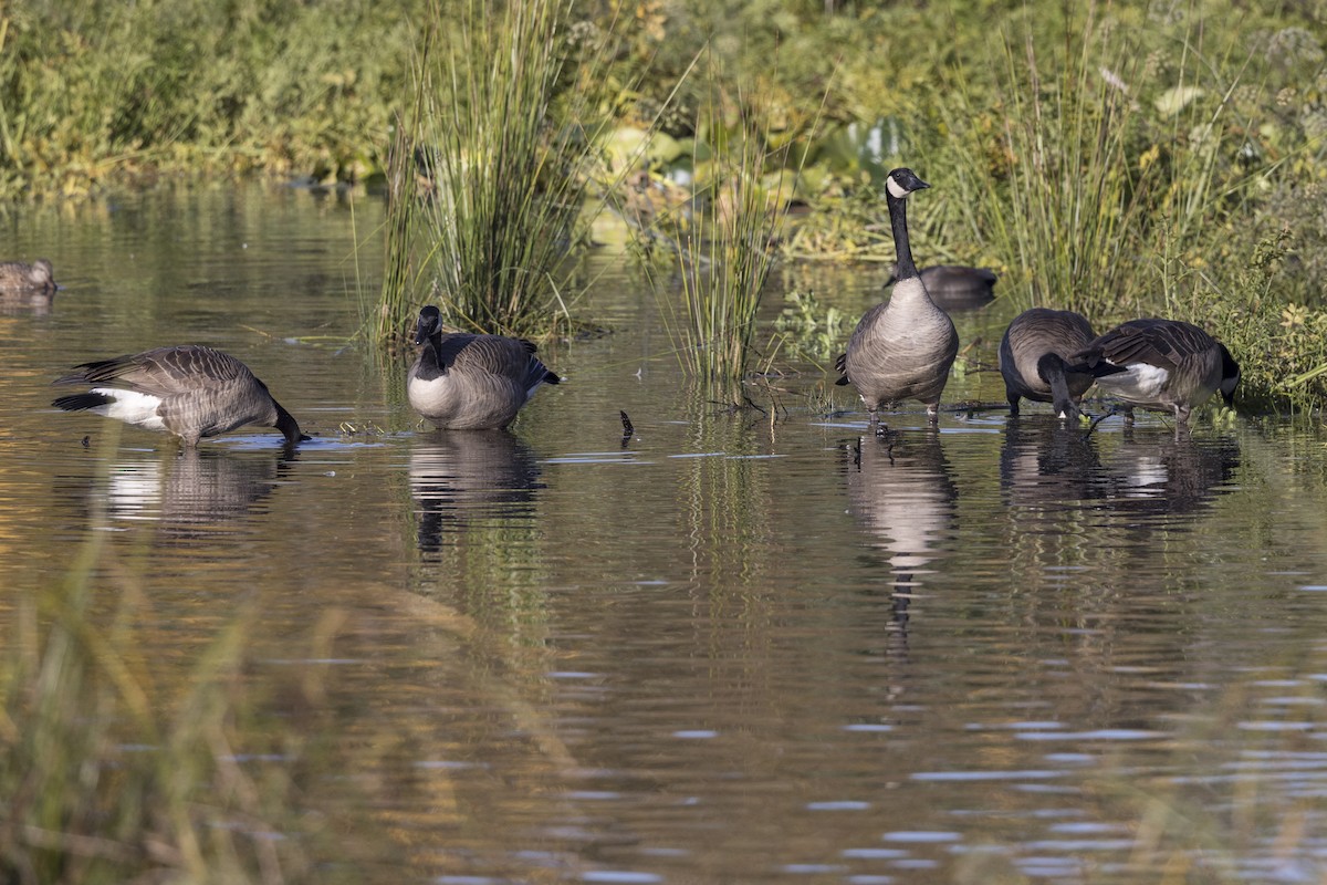 Canada Goose - Robert Lockett