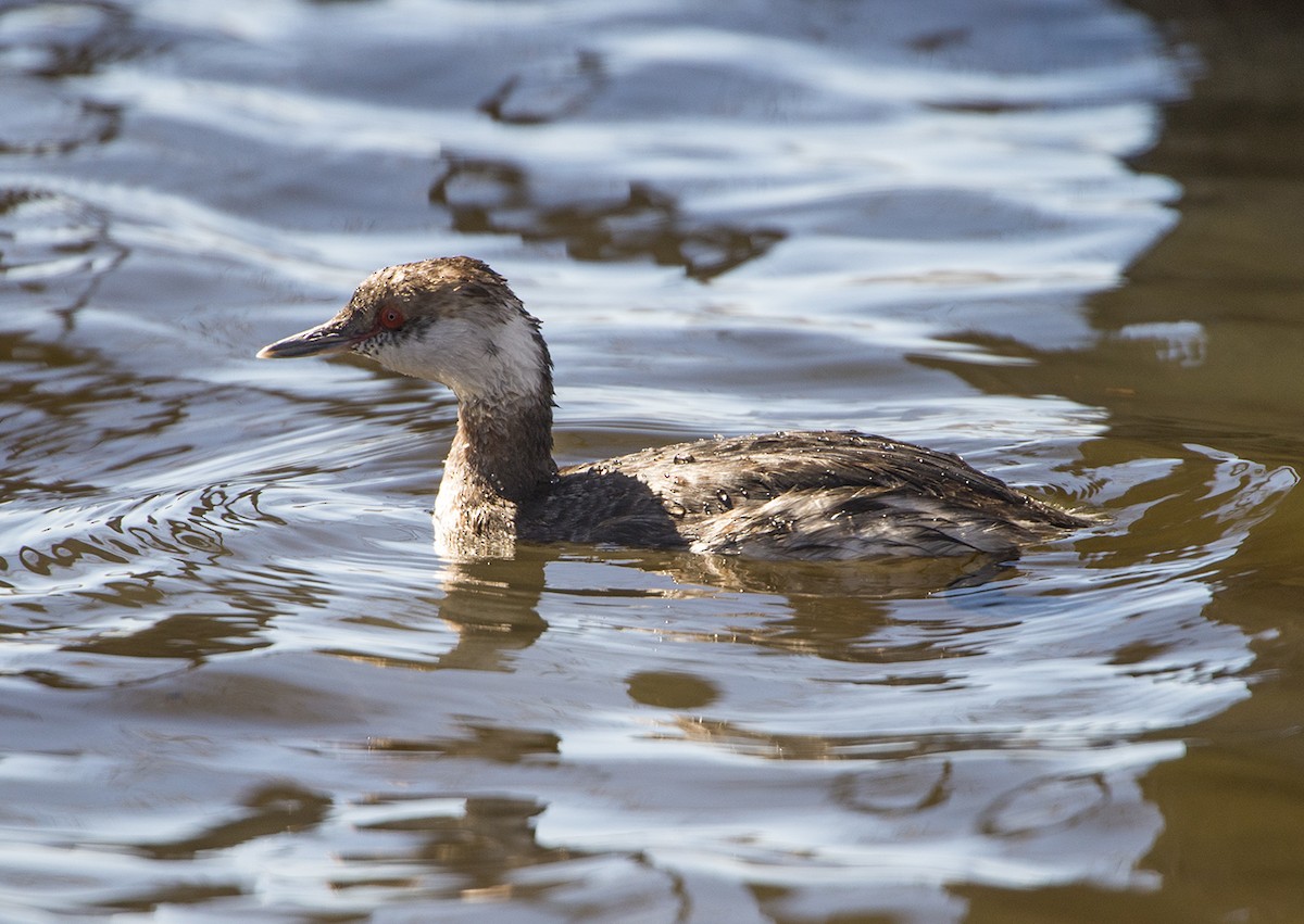 Horned Grebe - ML50252931