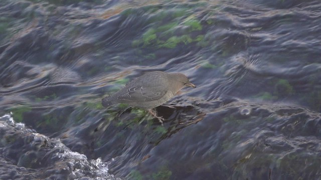 American Dipper - ML502529421