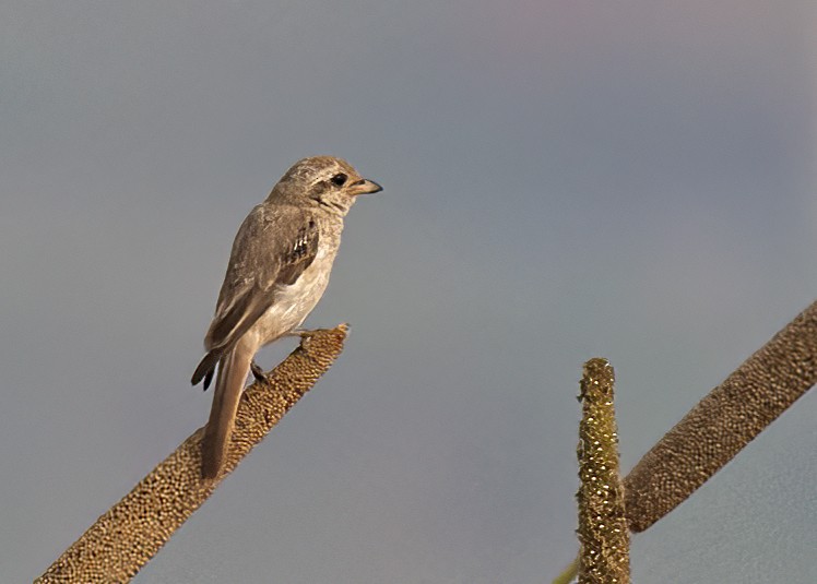 Isabelline Shrike - Arpit Bansal