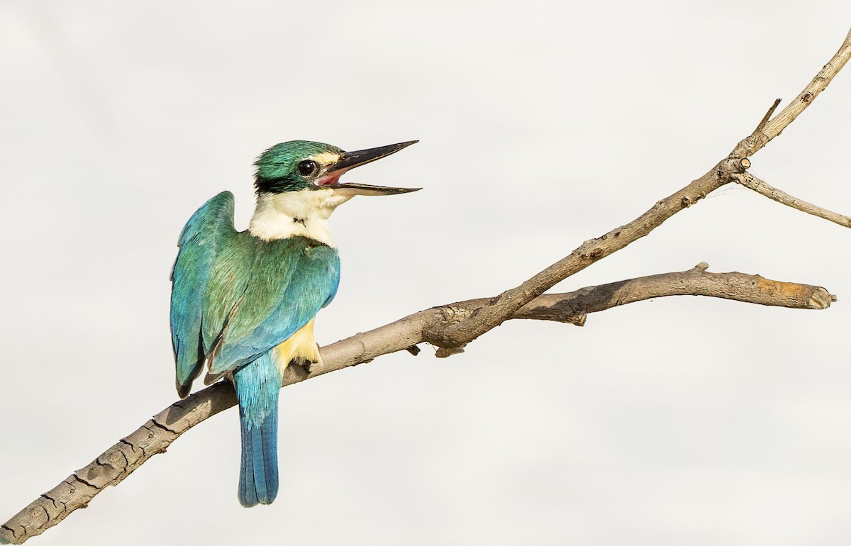 Sacred Kingfisher - ML502531071