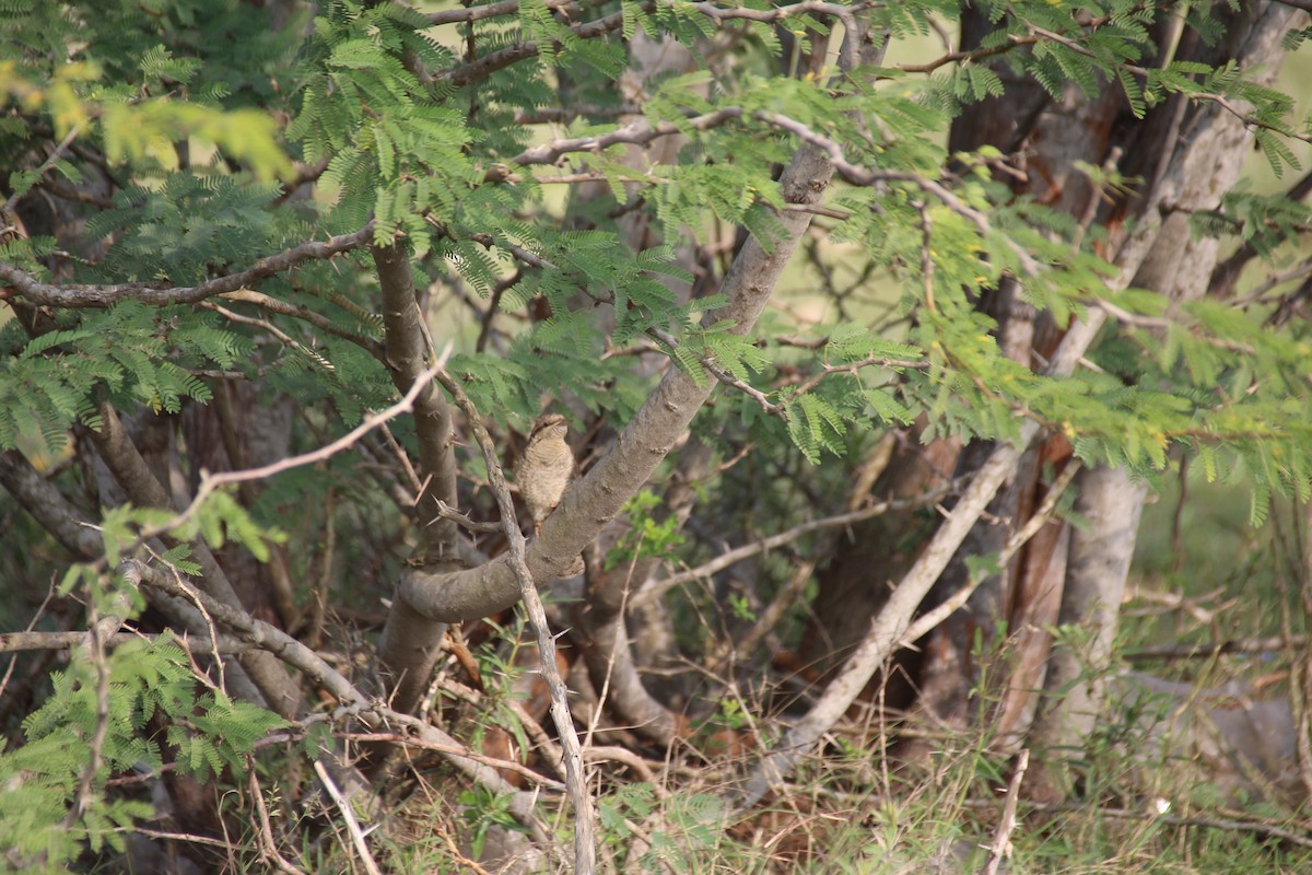 Eurasian Wryneck - ML502536691