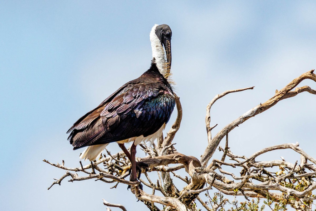 Straw-necked Ibis - ML502537021