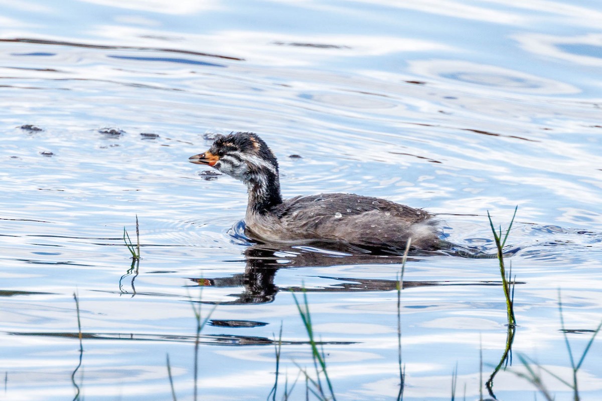 Australasian Grebe - ML502537071