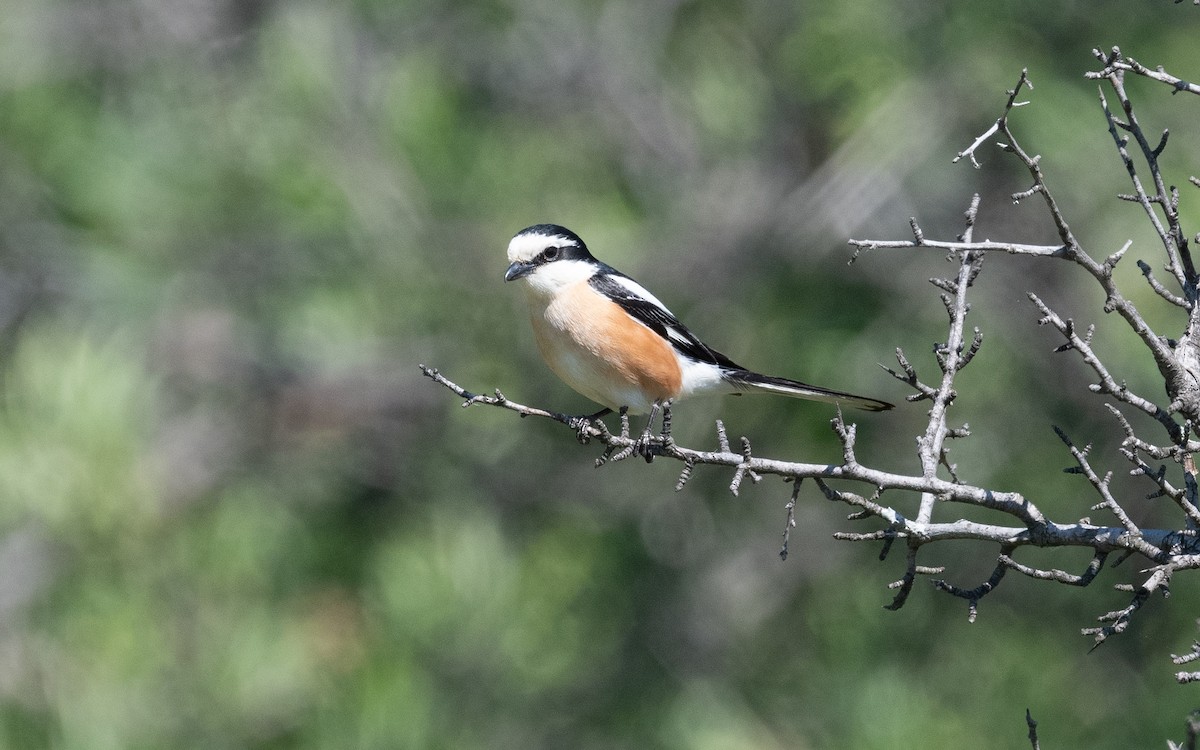 Masked Shrike - ML502539421