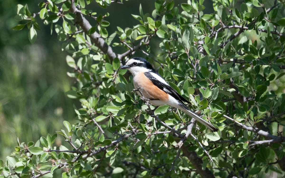 Masked Shrike - ML502539431