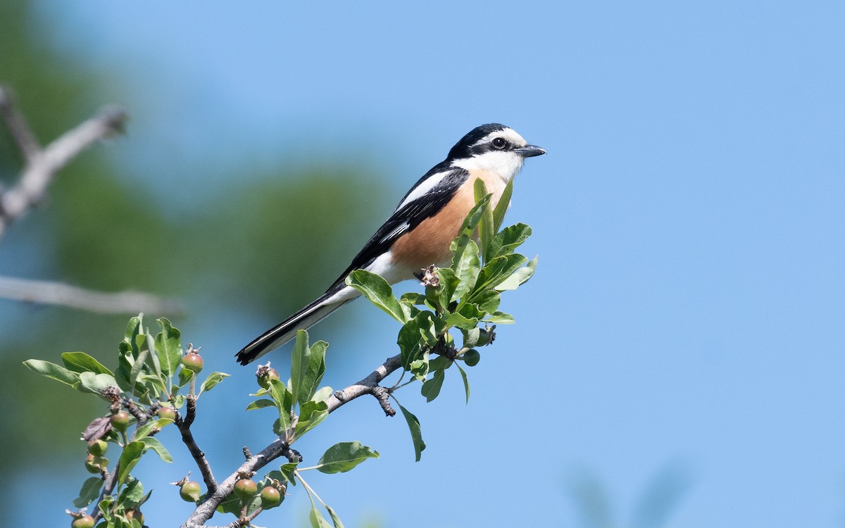 Masked Shrike - ML502539441