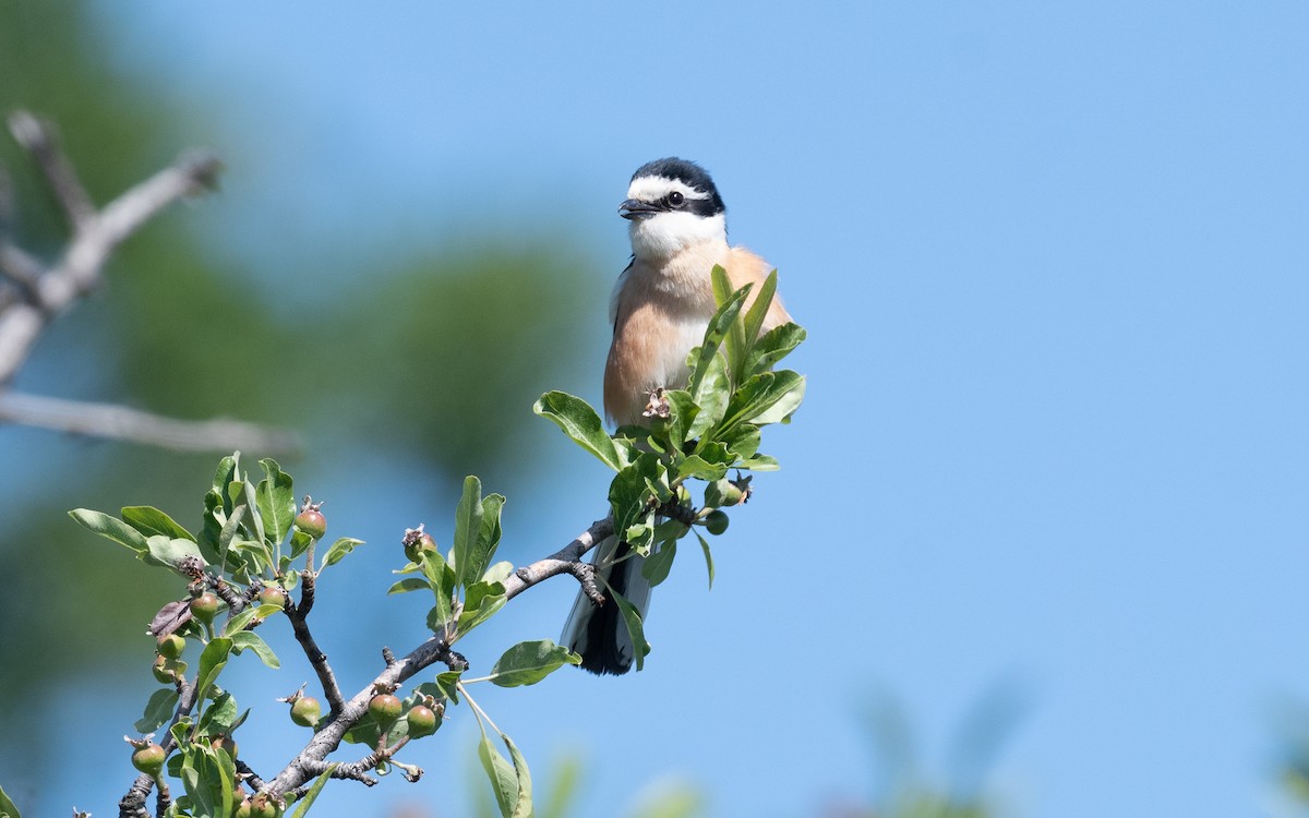 Masked Shrike - ML502539451