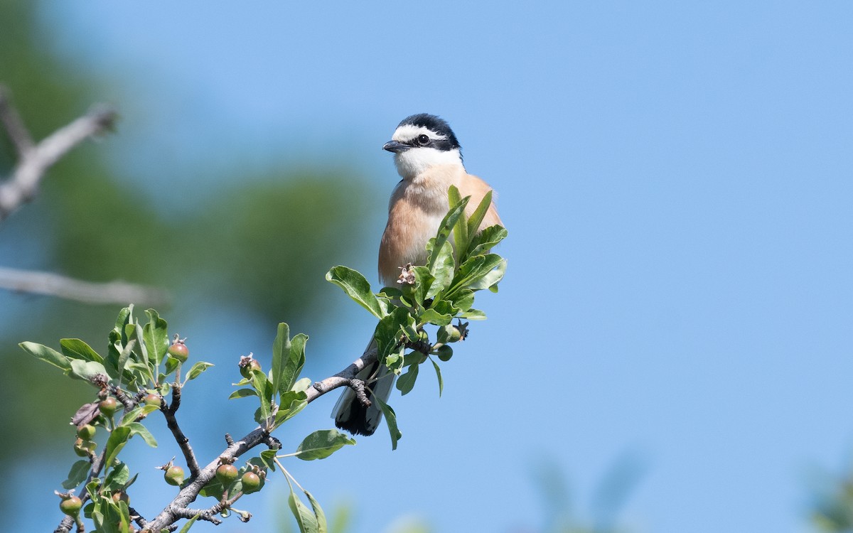 Masked Shrike - ML502539461