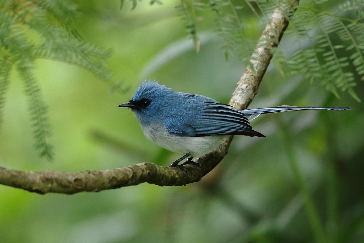 African Blue Flycatcher - ML502539841