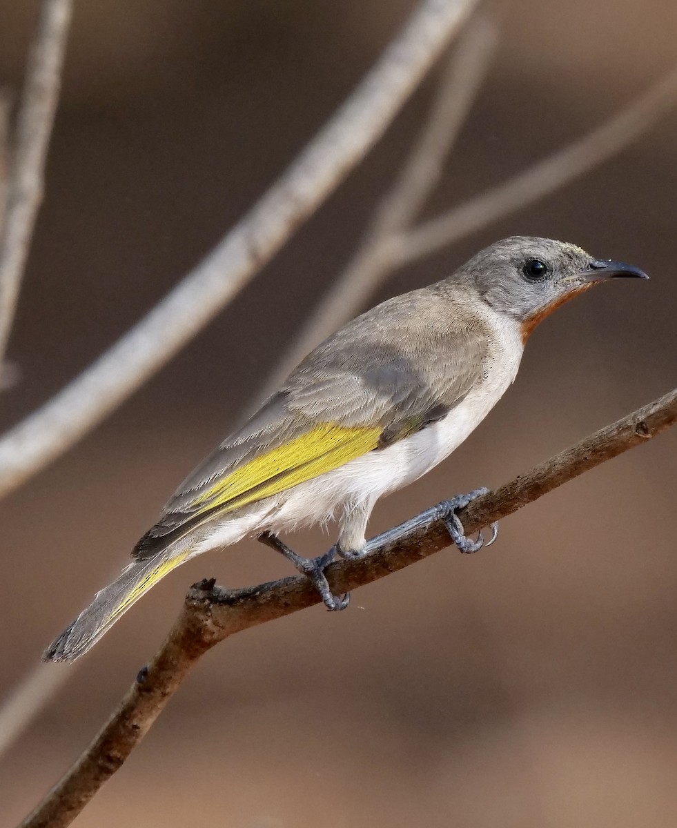 Rufous-throated Honeyeater - ML502540901