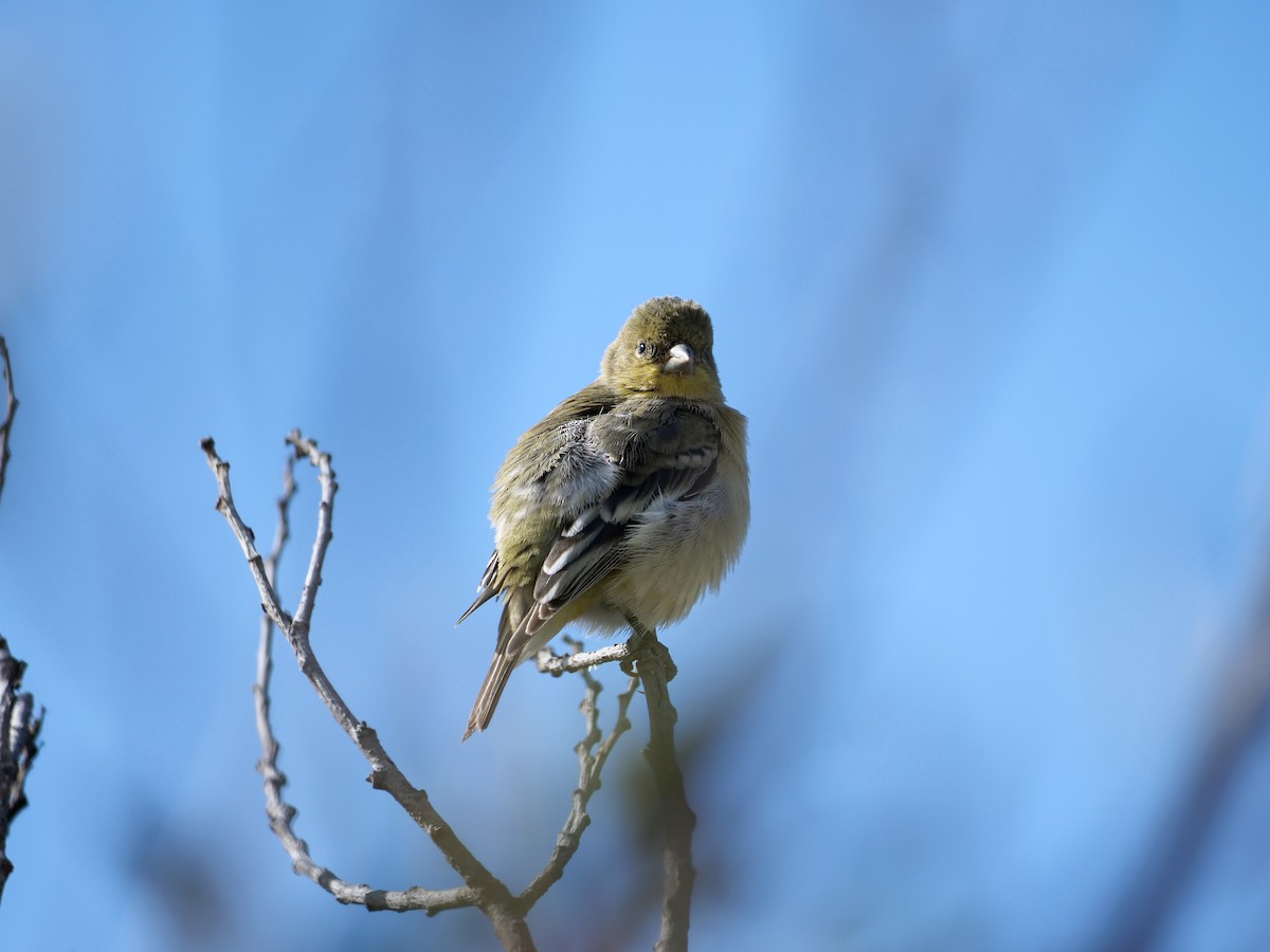 Lesser Goldfinch - ML502542461