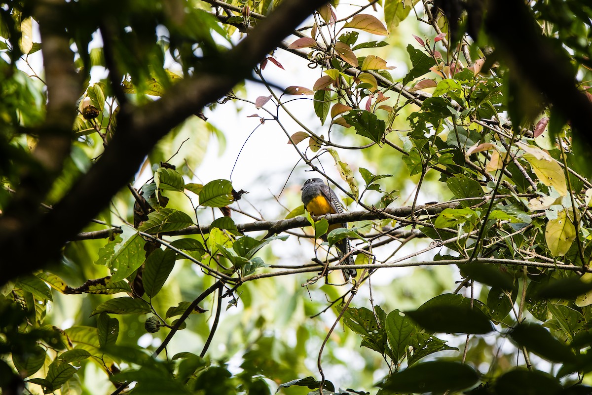 trogon amazonský - ML502542491