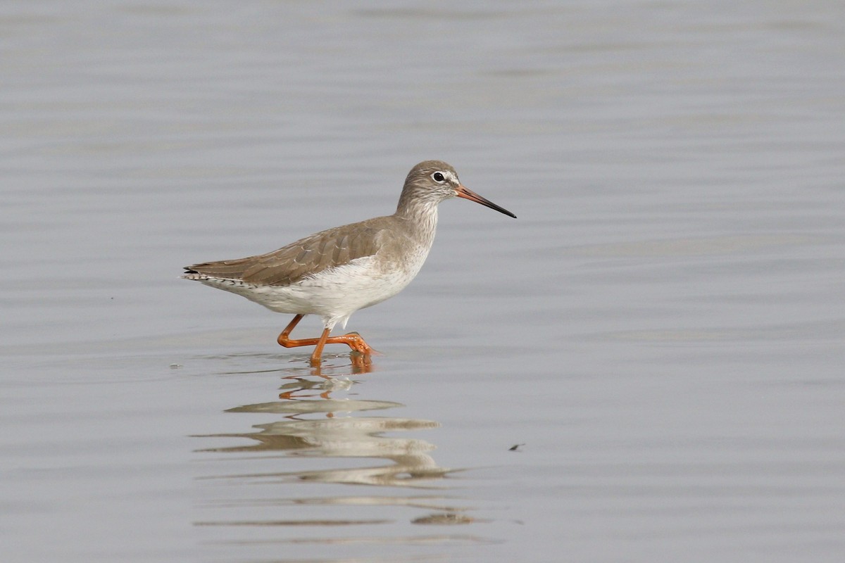 Spotted Redshank - ML502543571