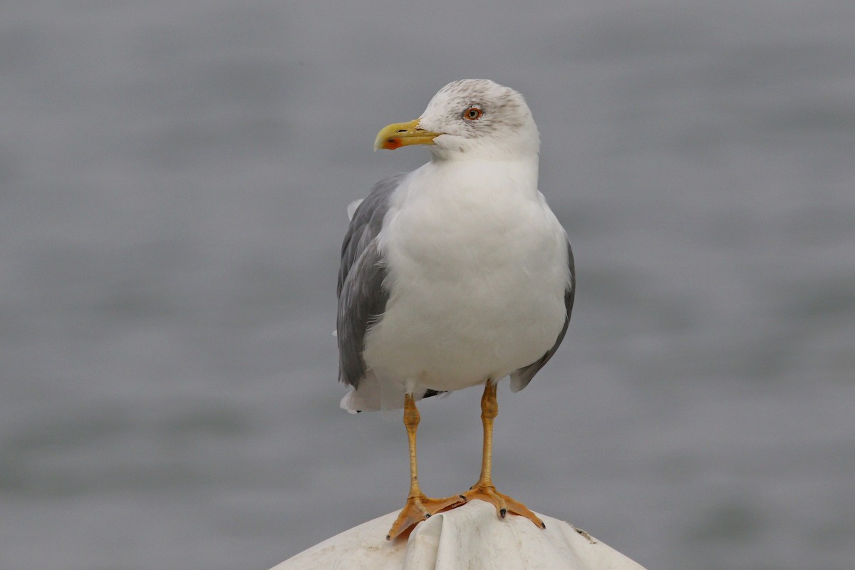 Yellow-legged Gull - ML502543581