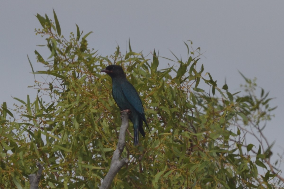 Dollarbird - ML502543761