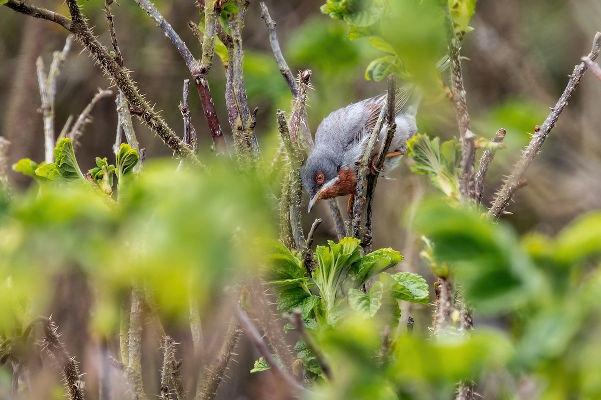 Eastern Subalpine Warbler - ML502544941