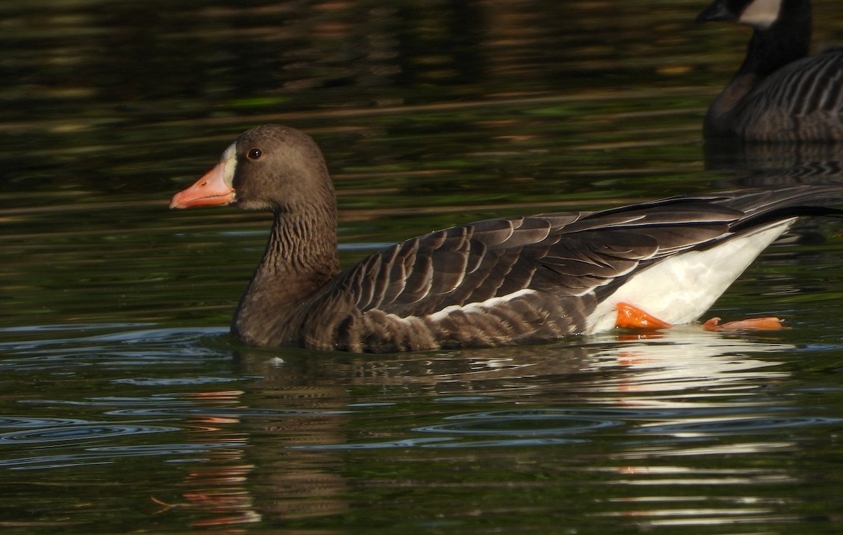 Greater White-fronted Goose - ML502545061