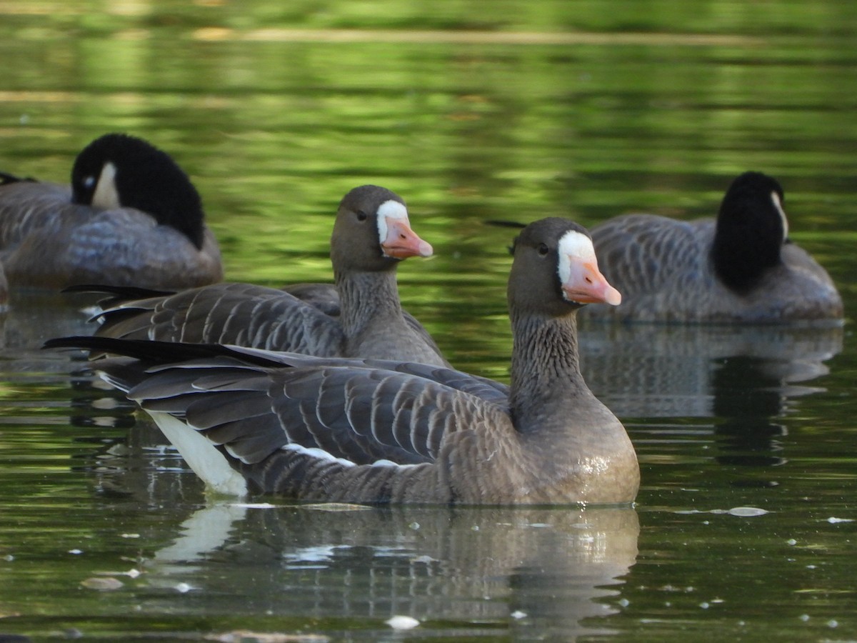 Greater White-fronted Goose - ML502545071