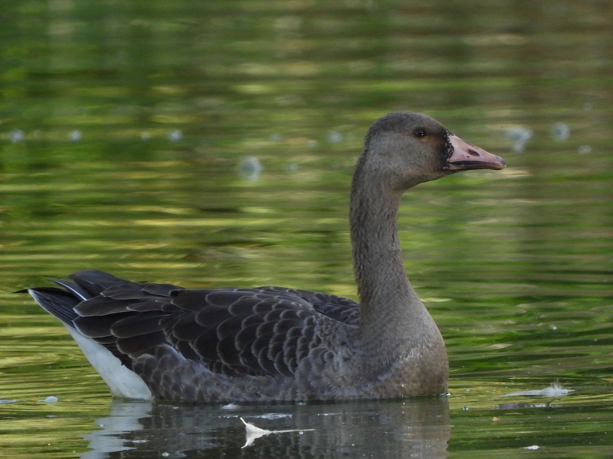 Greater White-fronted Goose - ML502545081