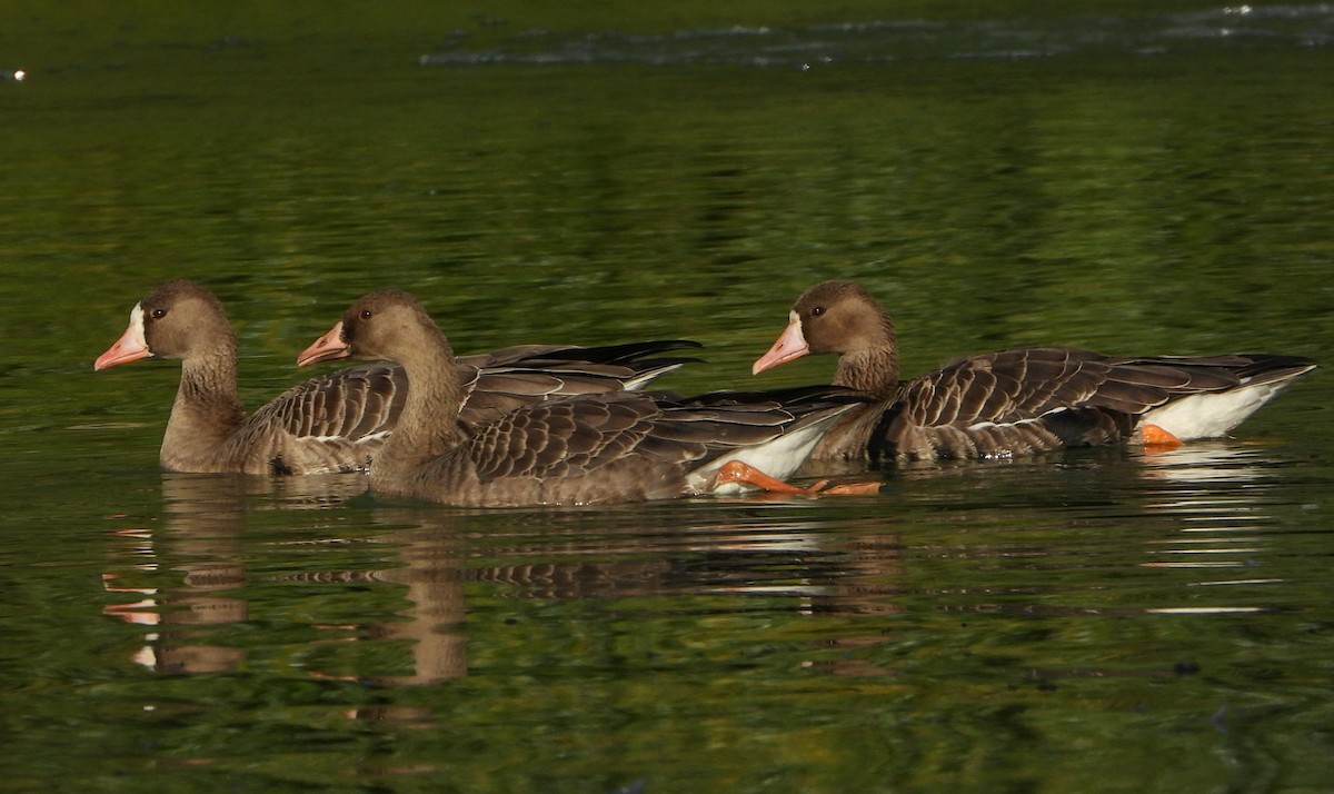 Greater White-fronted Goose - ML502545101