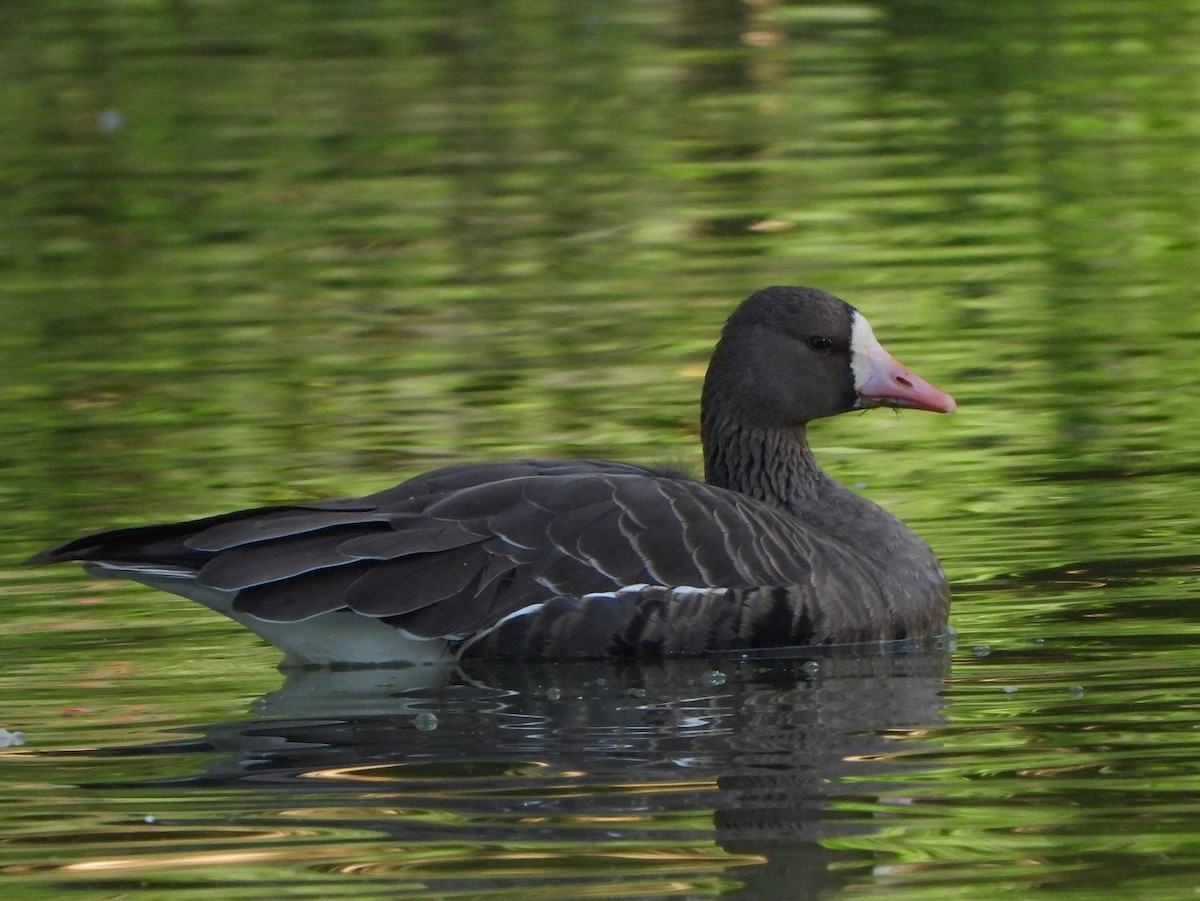 Greater White-fronted Goose - ML502545111