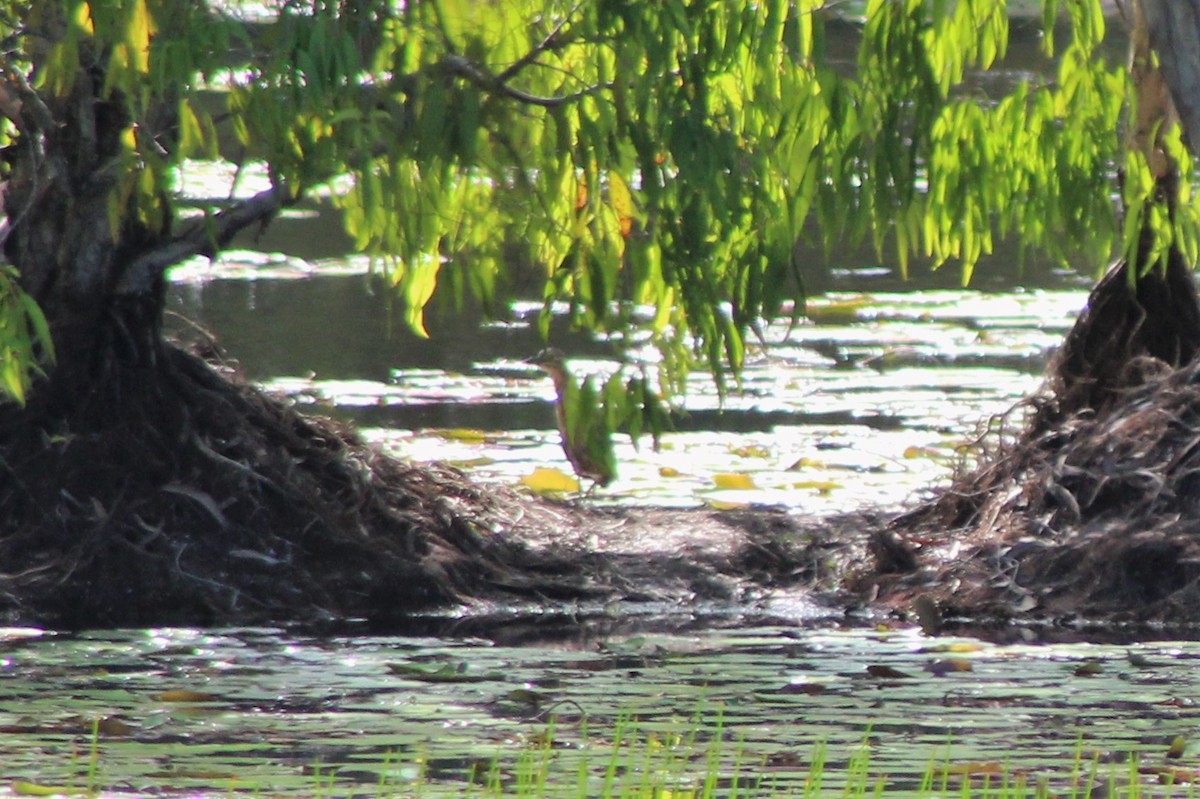 Nankeen Night Heron - ML502545231