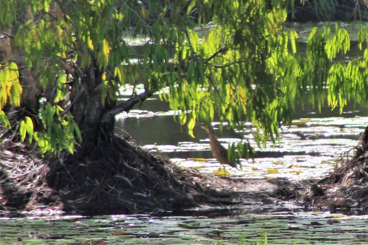 Nankeen Night Heron - ML502545361