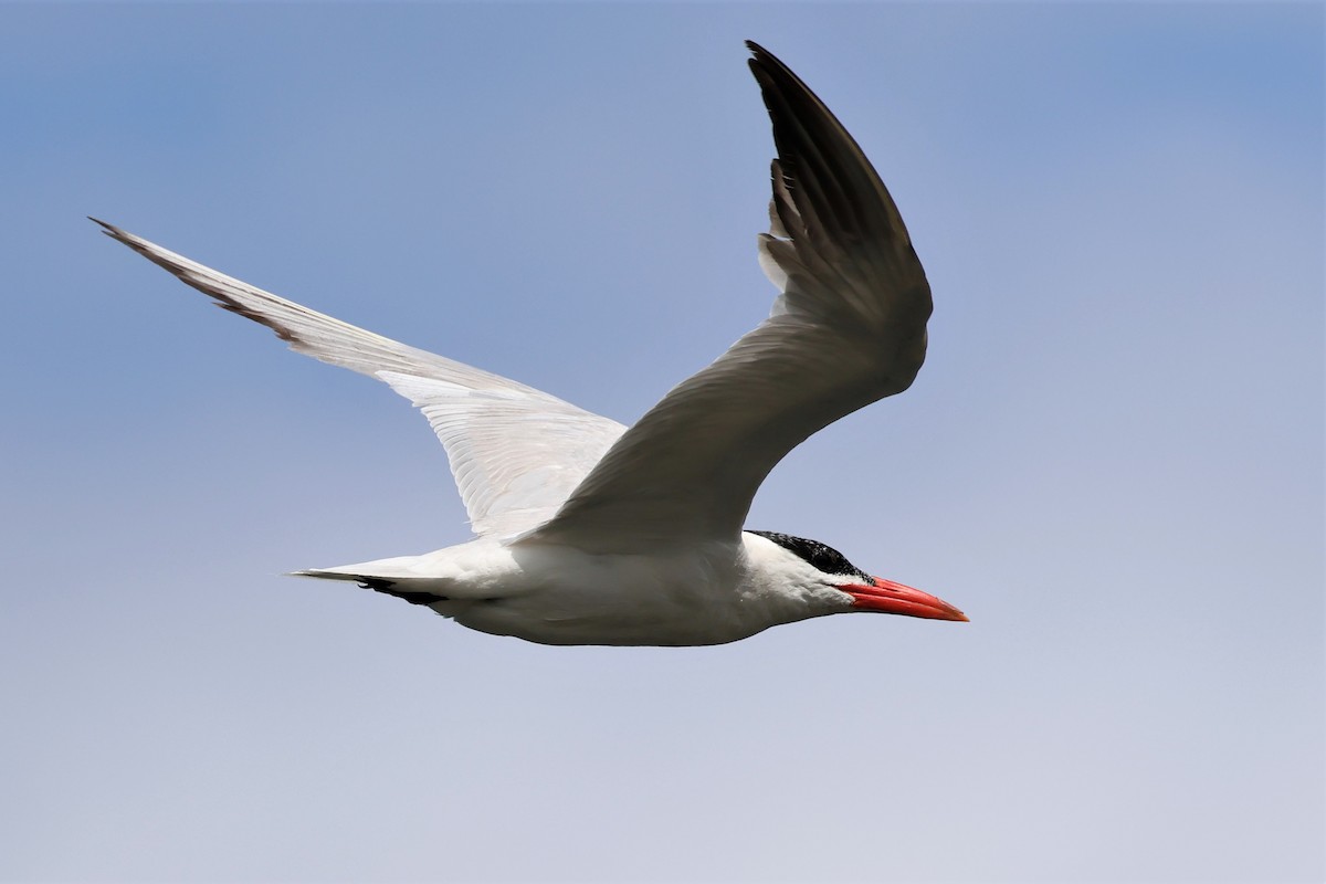 Caspian Tern - ML502545561