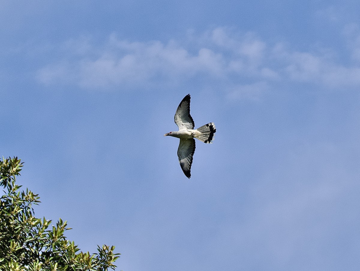 Channel-billed Cuckoo - ML502547341