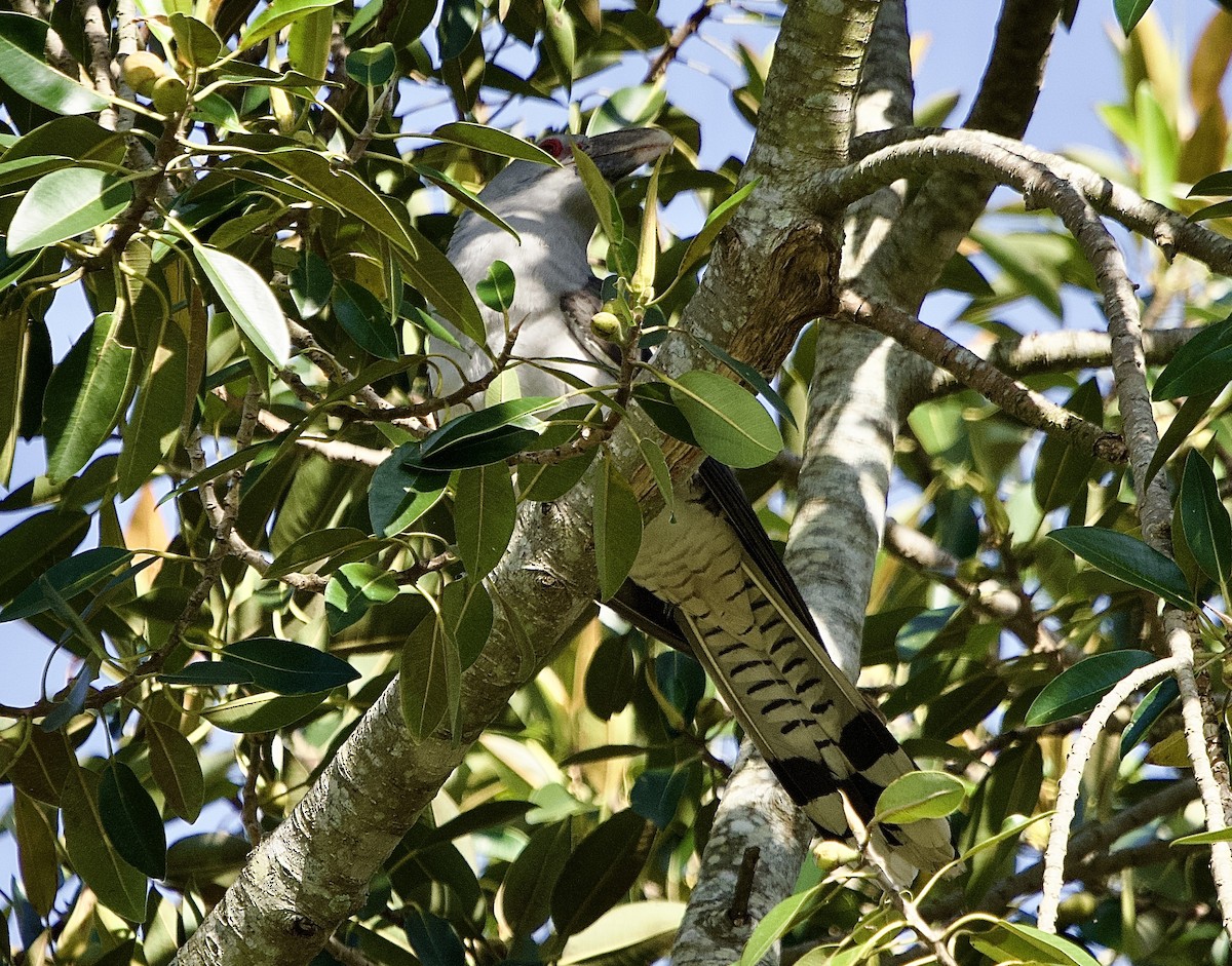 Channel-billed Cuckoo - ML502547351