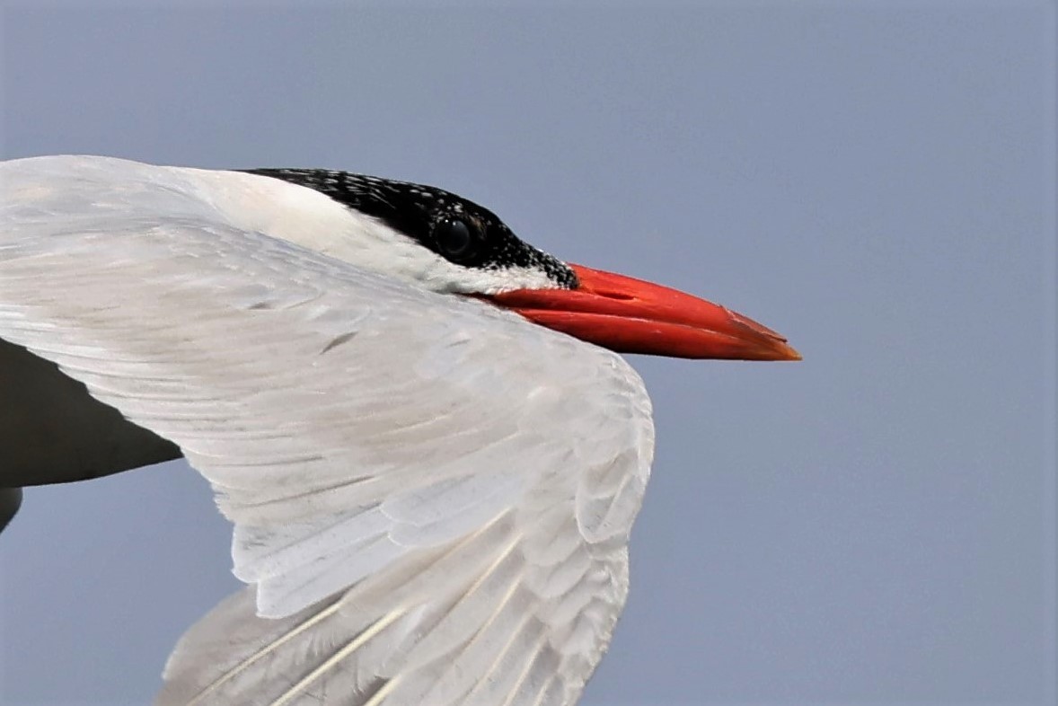 Caspian Tern - ML502547661