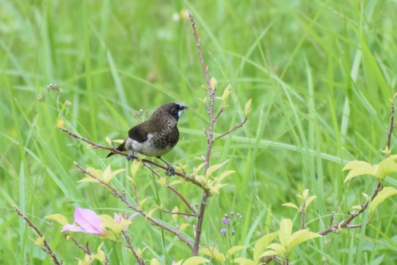 White-rumped Munia - ML502548781