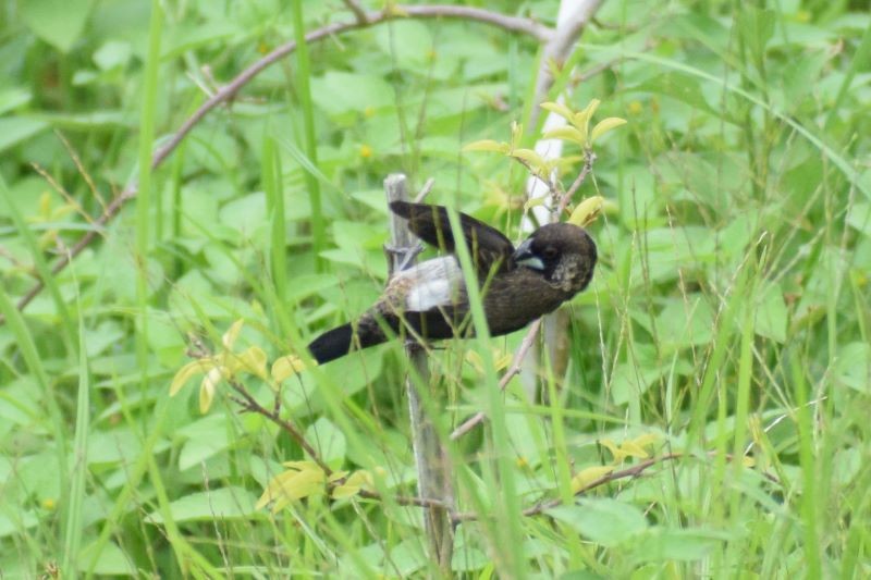 White-rumped Munia - ML502548791