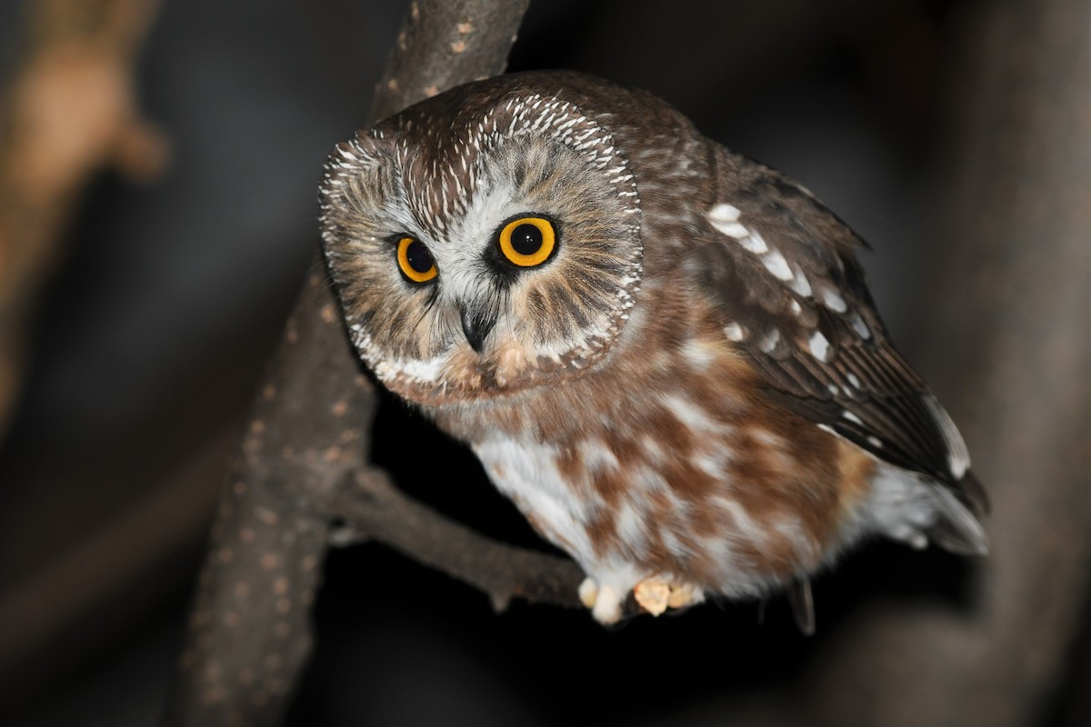 Northern Saw-whet Owl - Timothy Piranian