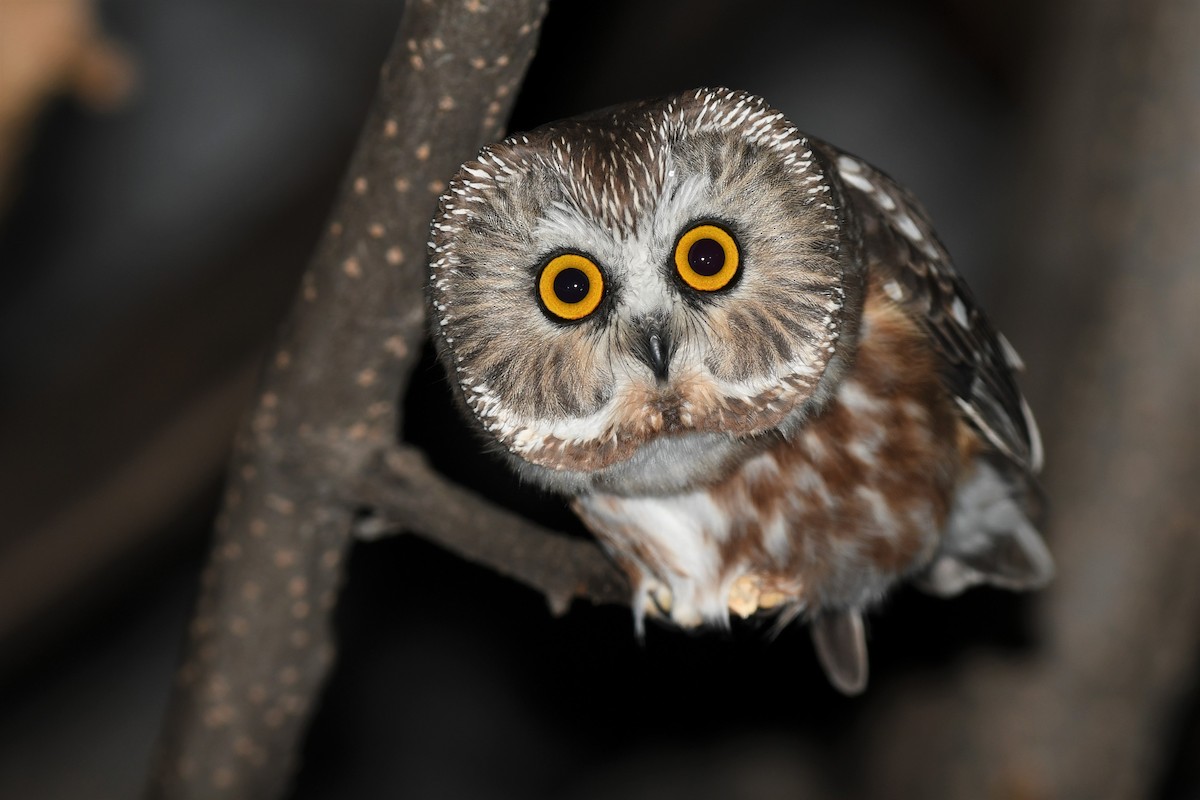 Northern Saw-whet Owl - ML502549121