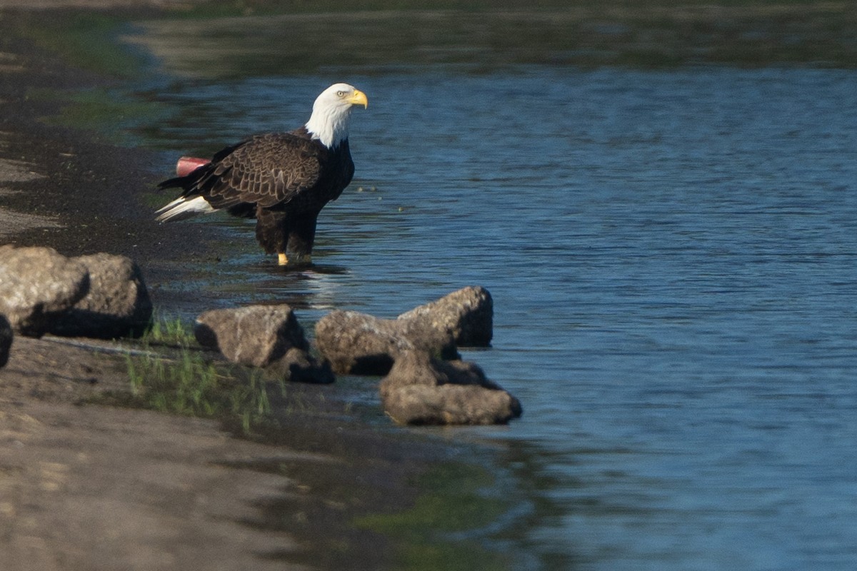 Bald Eagle - Zeno Taylord-Hawk