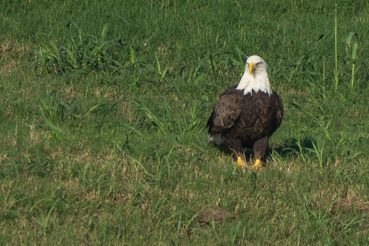 Bald Eagle - ML502549541