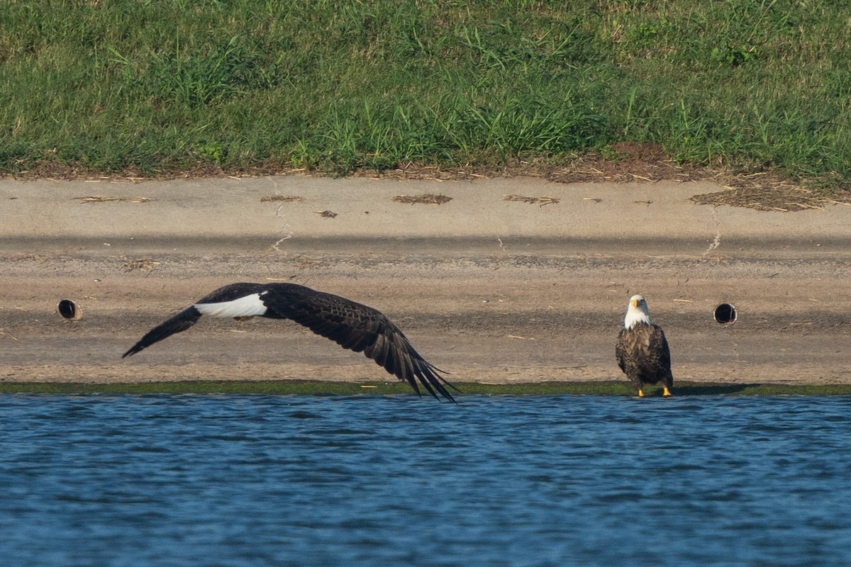 Bald Eagle - Zeno Taylord-Hawk