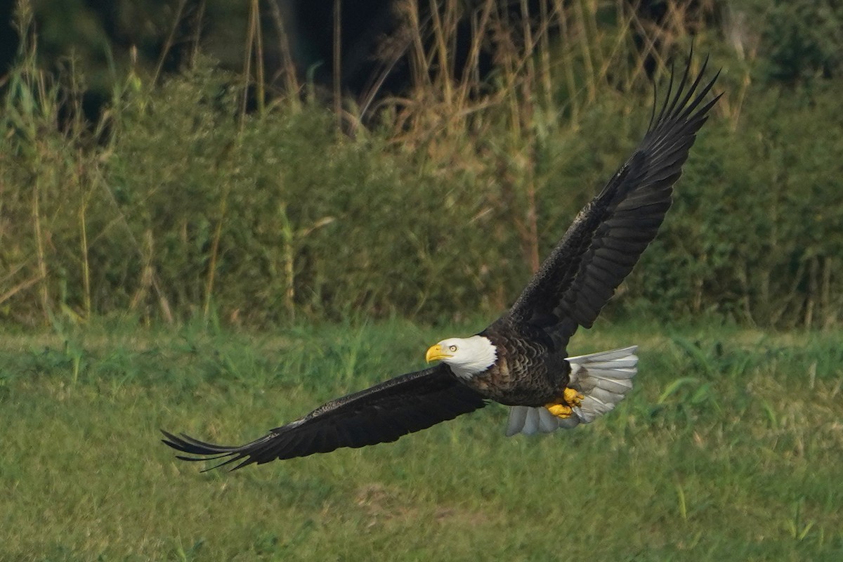 Bald Eagle - ML502549641